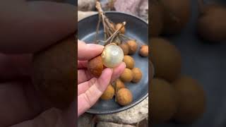 Longan Fruit [upl. by Vyky83]