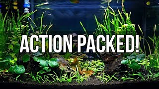 Planted 29 Gallon Community Tank [upl. by Nairehs]