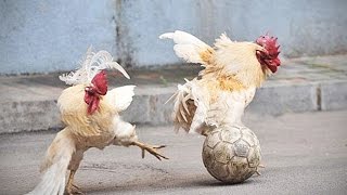 Funny Chickens 2017 ðŸ” Funny Pets [upl. by Langham]