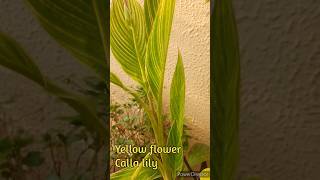 How to Collect Canna lily Seeds youtubeshorts ytshorts callalily [upl. by Terrye171]