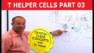 T Helper Cells  Immunology  Part 310 [upl. by Sirrep396]