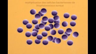 Staphylococcus Aureus Virulence Factors  facteurs de virulence  part 1 [upl. by Swiercz]