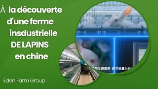 VOICI COMMENT LA CUNICULTURE EST PRATIQUÉ EN CHINE shinfarm1502 [upl. by Immas]