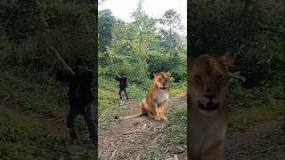 he found the tiger forest youtubeshorts tiger wildlife [upl. by Kutchins]