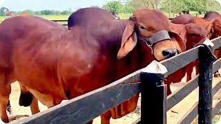 Red Brahman bulls and cows from Rancho Guadalupe Colombia [upl. by Ranzini443]