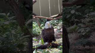 They are large birds with wingspans ranging from 6 to 8 feet 18 to 24 meters [upl. by Boudreaux]