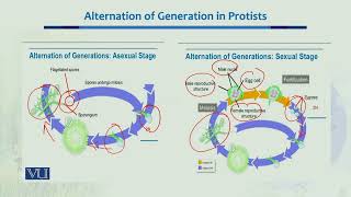 Alternation of Generation in Protists  Ecology Biodiversity amp EvolutionII  BT201Topic023 [upl. by Amery]