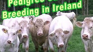 Pedigree Cattle Breeding in Ireland [upl. by Aufa]