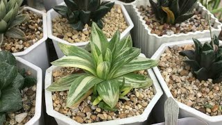 Rare Haworthia Succulents Collection [upl. by Aihsenat]