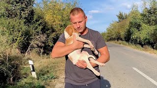 Rescue recovery and adoption of abandoned lonely puppy [upl. by Allemaj505]