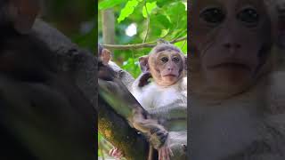 Ep6 ADORABLE MONKEY PLAYS WITH KITTEN AND ITS THE CUTEST THING [upl. by Aihsemaj]