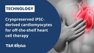 Stem cellderived heart cells beating at 60 bpm after cryopreservation [upl. by Brighton]