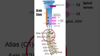 Cervicogenic Headache Quick Relief l Exercises l Education shorts [upl. by Notsua125]