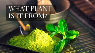 What Plant Does Matcha Come From The Matcha Plant Explained [upl. by Johnathan]