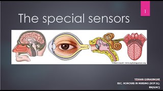 Special Sensors  EYE EAR NOSE amp TONGUE uses in Care Giving [upl. by Base]