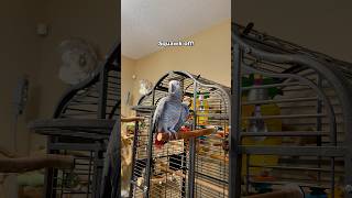 Gizmo tells Bird to Squawk off 😅 funnyparrot bird talkingparrot parrot [upl. by Moll]