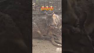 Wallabies Showing Affections sydney wallabies wildlife animals youtubeshorts [upl. by Raasch229]