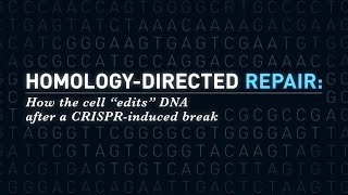 HomologyDirected Repair How the Cell Edits DNA After a CRISPRInduced Break [upl. by Mihe]