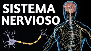 El SISTEMA NERVIOSO humano explicado cómo funciona y sus partes🧠 [upl. by Kristos]