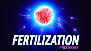 Fertilization and Implantation in Humans  3D ANIMATION  PWFoundation [upl. by Nahsed]