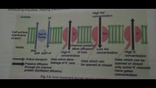 Nerve impulse xii biology National Book Foundation Federal board [upl. by Camfort]