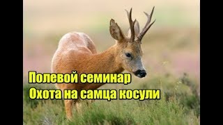 Охота на самца косули  Полевой семинар [upl. by Dnalro]