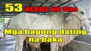 53 Heads na BAKA [upl. by Harrison]