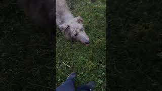 Bedlington Whippets can boulder to grade D3 doglover bouldering nature [upl. by Aynwat122]