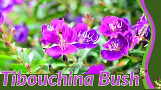 Growing and Caring for TIBOUCHINA BUSH Tibouchina urvilleana [upl. by Jarlen484]