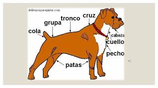 Explicación del uso de esquemas para primer grado de primaria [upl. by Krik]