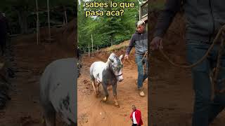 viste lo que pasa en este video elcampo alcampo campo elcampoeslindo suspenso campesinos [upl. by Sherard786]