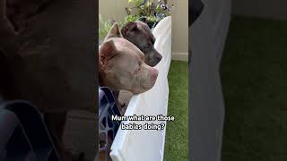 The big dogs chaperoning the crazy pups americanbully abkc puppies shortsviral shorts viral [upl. by Quartas]