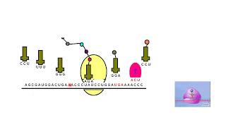 Proteins Amino Acids and Peptides  Lecture 4a [upl. by Iyre]