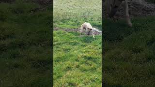 Lurcher ferreting Northumberland [upl. by Maris]