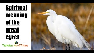 Spiritual Meaning Of The Great Egret [upl. by Haida]