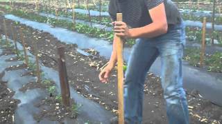 Trellising tomatoes part 1 [upl. by Ilsel]