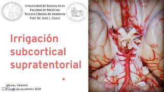 irrigación subcortical supratentorial [upl. by Lyret]