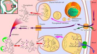 ∆° Thyroid Hz  Normalize Hormone Production Repair Metabolism Organ Heal  Isochronic Tones [upl. by Pease]