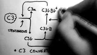 Complement 2  Alternative Pathway [upl. by Shank]