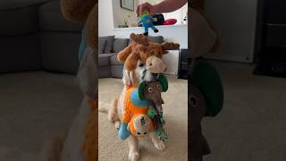 Putting all my Dog’s Favorite Toys on Him [upl. by Feliza888]