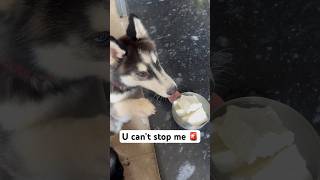 My Dog’s Snack Attack 🚨 shorts dog husky rottweiler trendingsongs [upl. by Fausta]