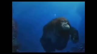 Monkey swimming meme [upl. by Annawik]