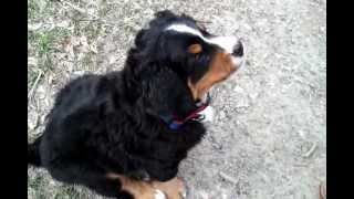 Training our Bernese Mountain Dog Puppy To Sit [upl. by Hsekin]