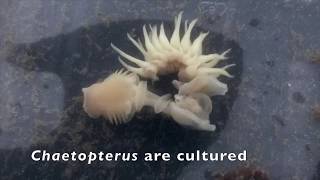 Introduction to Chaetopterus pergamentaceus [upl. by Saile]