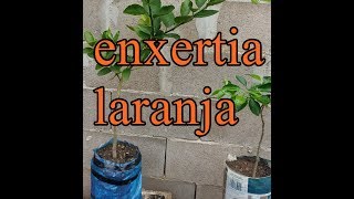 Como fazer enxertia simples de laranja [upl. by Gibbons]