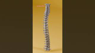 vertebrae anatomy  vertebrae bones  vertebrae diagram  vertebrae structure foryou viralvideo [upl. by Qirat]