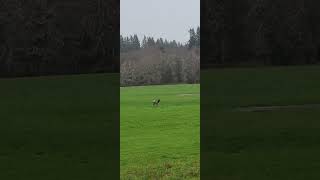 Roosevelt Elk stampede Tillamook OR [upl. by Vasti]