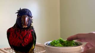 Helping out a baby lorikeet to have his yummy food [upl. by Glad]