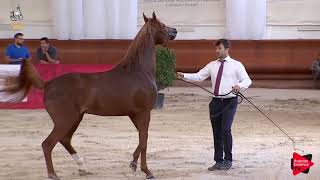 Italian Nationals 2019  46 Years Old Stallions Class 10 [upl. by Fishback]