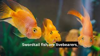 Swordtail Fish Natures Colorful Dancers [upl. by Andrew]